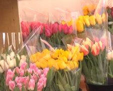 Тюльпани. Фото: скріншот YouTube-відео