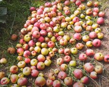 Опавшие яблоки: скрин с видео