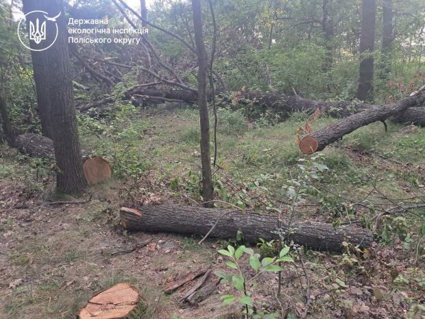 незаконная вырубка деревьев