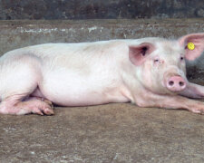 Опасная болезнь свиней под Киевом: пришлось вводить карантин. Что известно