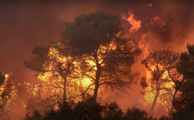 Лесной пожар. Фото: YouTube
