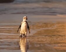 Пінгвін. Фото: YouTube