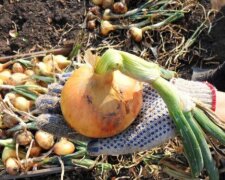 Вырастет крупным и сладким: в каком месте на огороде нужно посадить лук, чтобы урожай был щедрым