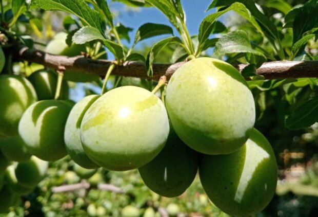 Слива, кадр з відео