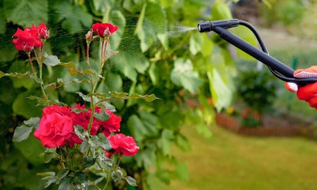 Запишіть цю хитрість і використовуйте влітку: чим потрібно полити троянди, щоб вони цвіли до заморозків