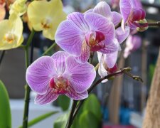 Метод двух недель: что нужно сделать, чтобы орхидея шикарно цвела круглый год