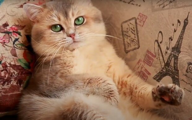 Кіт. Фото: скріншот YouTube-відео