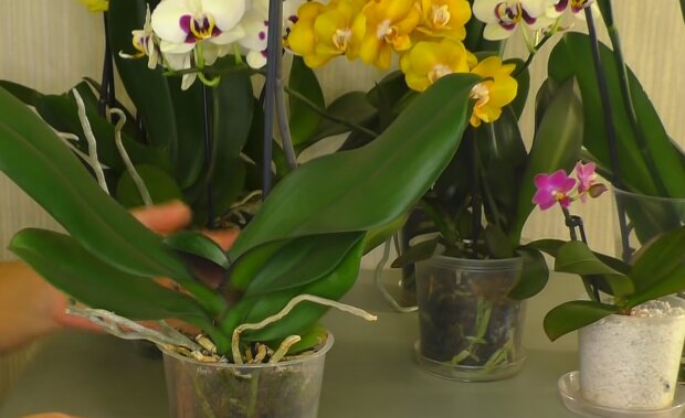 Коли потрібно поливати орхідею, щоб вона пишно цвіла і добре росла