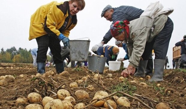 Сезон уборки картофеля, фото: youtube.com