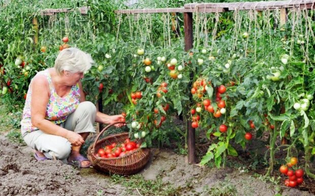 Будет еще плодороднее: какие растения помогут восстановить почву после помидоров