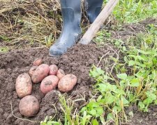 Збирання врожаю картоплі, фото: youtube.com