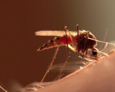 Боевые украинские комары. Фото: YouTube