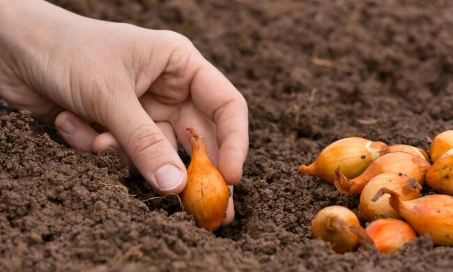 Посадка лука на зиму, фото: youtube.com