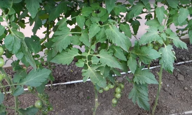 Помидоры обрадуют вас уже к весне: как правильно подготовить грядки и что нужно знать