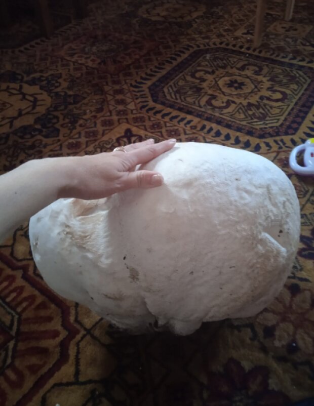 Украинка нашла огромный гриб