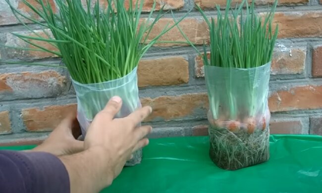 Вы будете собирать зеленый лук охапками: хитрость, которая поможет собрать шикарный урожай