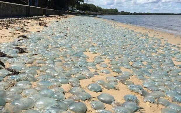 Побережье Азовского моря усеяли тысячи медуз, фото: Популярная механика