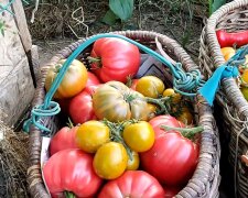 Помідори виростуть великими та м'ясистими: як правильно обрізати листя на кущах томатів для шикарного врожаю