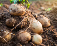 Картошка вырастет очень крупной и без дырочек: как ее правильно подготовить к посадке и когда высаживать