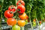 Имейте это ввиду: какие растения отлично восстанавливают почву после помидоров