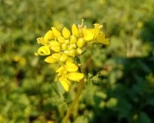 Сорняки, кадр из видео
