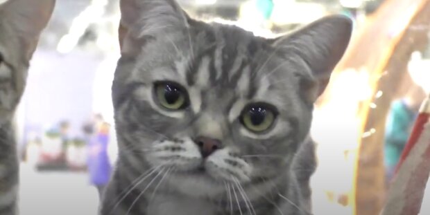Кот: скрин с видео