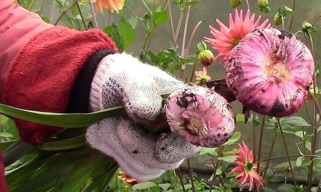 Викопуємо цибулини гладіолусів, фото: youtube.com