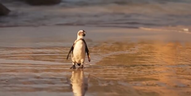 Пингвин. Фото: YouTube
