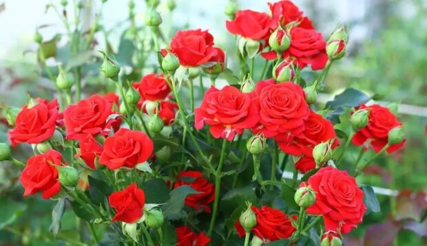 Цвітіння троянд, фото: youtube.com