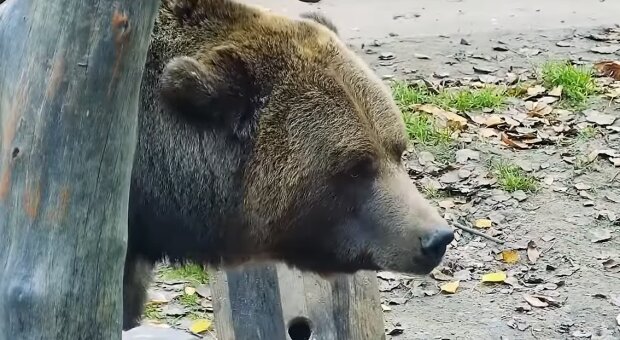 Медведь. Фото: YouTube