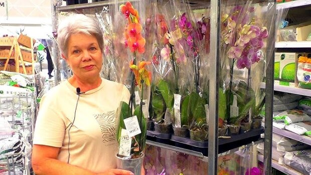 Покупка орхидеи в магазине, фото: youtube.com