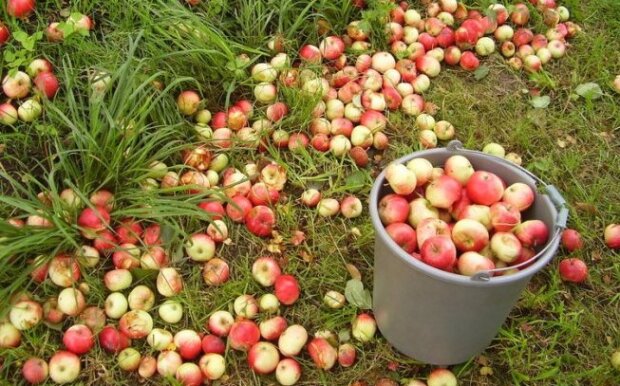Збір яблук, фото: youtube.com