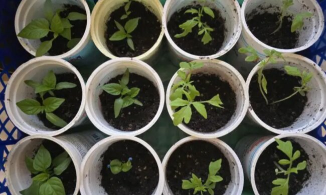 Розсада, зображення з вільних джерел