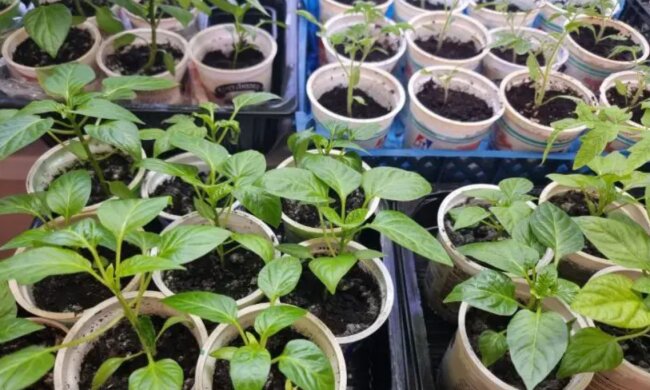 Розсада, зображення з вільних джерел