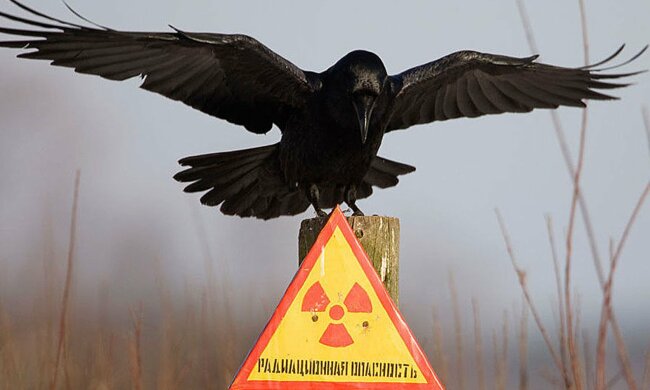 Заповедник в Чернобыле
