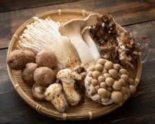 Будете и мариновать, и сушить, и жарить: как вырастить грибы в домашних условиях. Главные советы