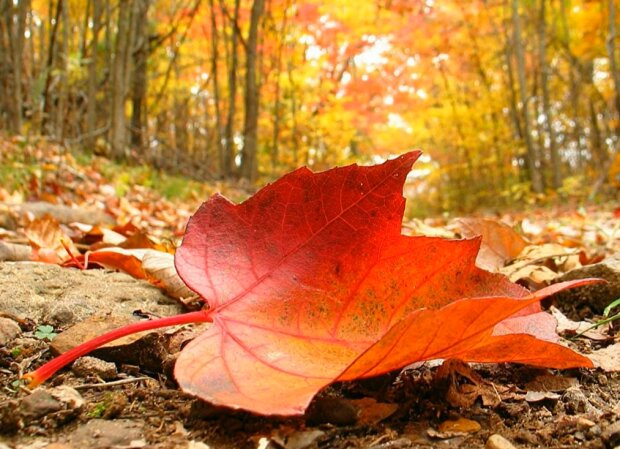 Осень. Фото: YouTube