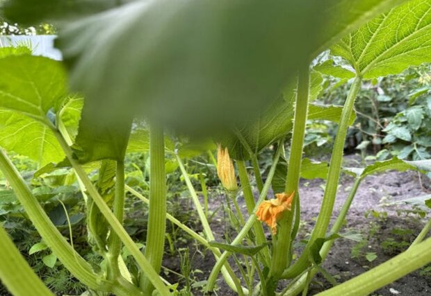 Кабачки, огород, изображение из свободных источников