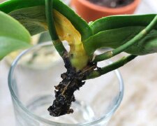 Всего 5 шагов для спасения: что нужно делать, если орхидея была залита водой