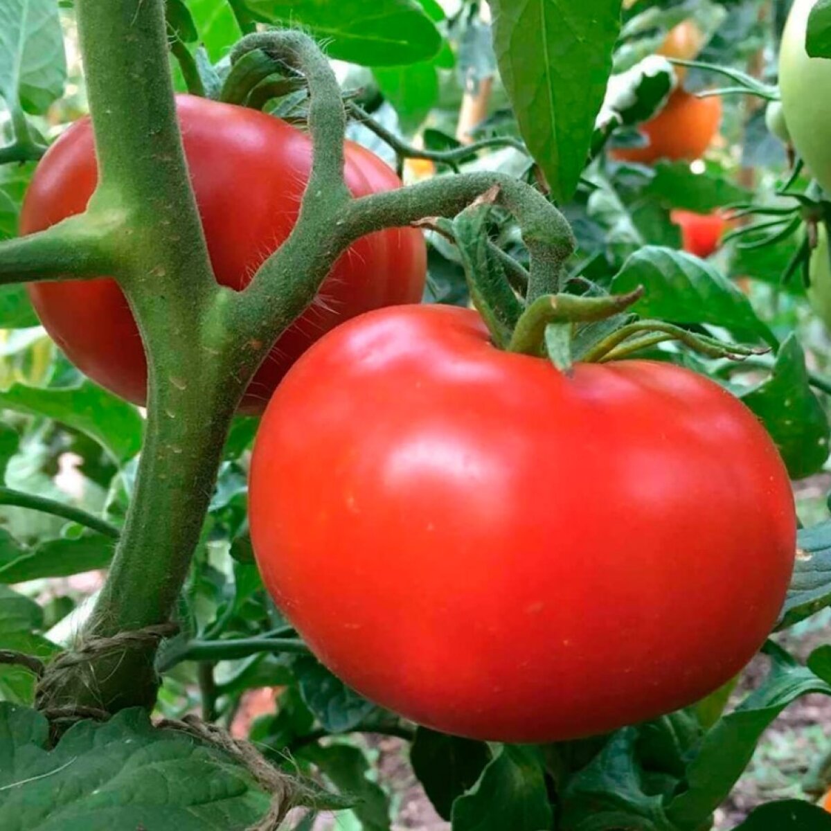 Как при помощи соды можно получить урожай очень крупных помидоров.Hyser.com.ua