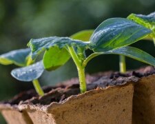 Секрет опытных садоводов: какой водой нужно поливать рассаду, чтобы росла намного быстрее