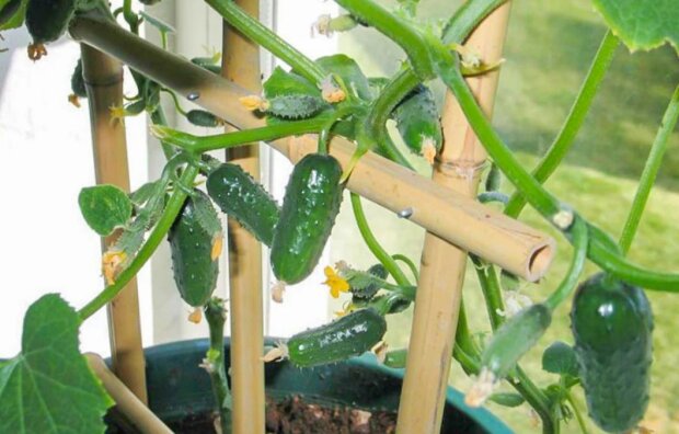 Хрумкі та солоденькі: як виростити огірки на підвіконні за допомогою "чарівного" поливання