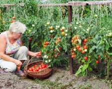 Будет еще плодороднее: какие растения помогут восстановить почву после помидоров