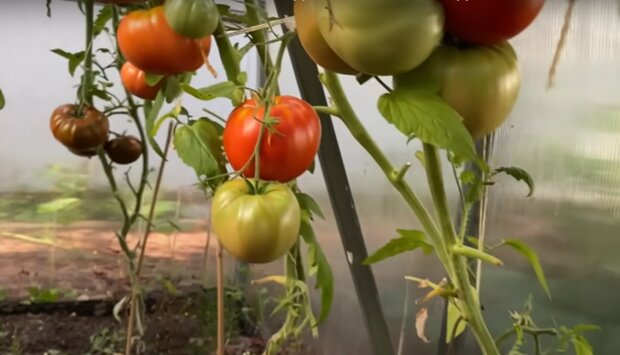 Выращиваем крупные помидоры