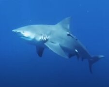 На популярном египетском курорте акула откусила туристке руку и ногу. Видео