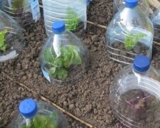 Выращивание овощей под бутылкой, фото: youtube.com