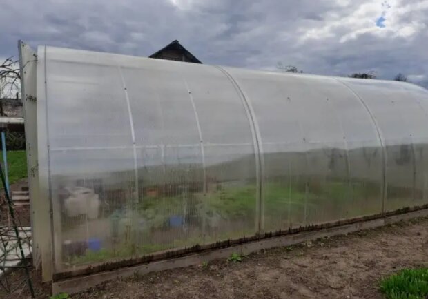 Теплиця, город, кадр з відео