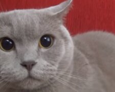 Кішка. Фото: скріншот YouTube-відео