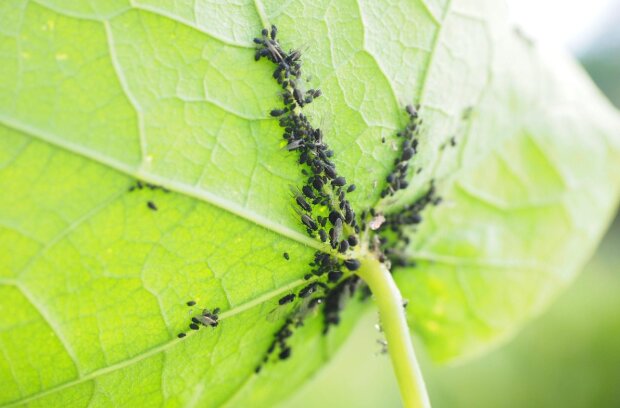 Попелиця, зображення з вільних джерел