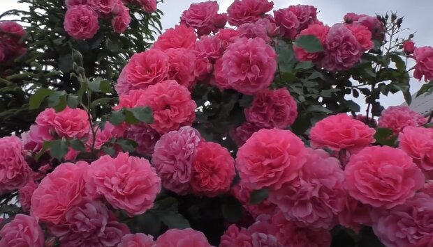 Розы: скрин с видео